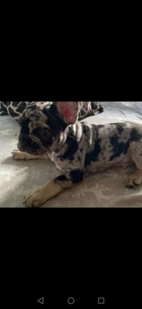 Französische bulldoggen