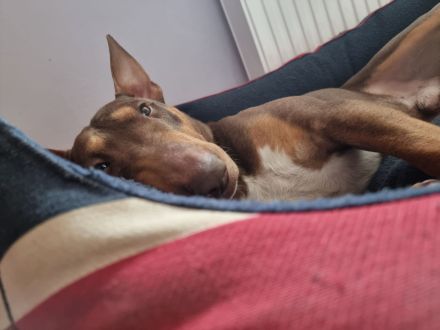 Deckrüde Miniatur Bullterrier / Miniature Bull Terrier Schoko