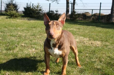 Deckrüde Miniatur Bullterrier / Miniature Bull Terrier Schoko