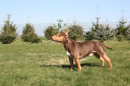 Deckrüde Miniatur Bullterrier / Miniature Bull Terrier Schoko