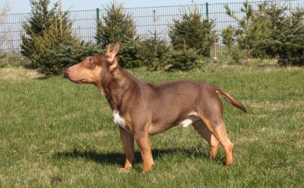 Deckrüde Miniatur Bullterrier / Miniature Bull Terrier Schoko