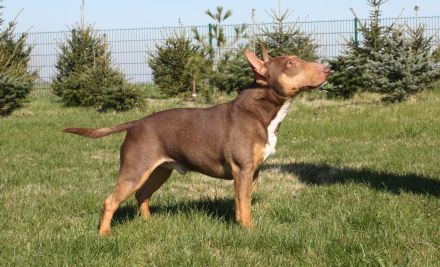 Deckrüde Miniatur Bullterrier / Miniature Bull Terrier Schoko