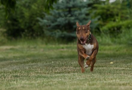Deckrüde Miniatur Bullterrier / Miniature Bull Terrier Schoko