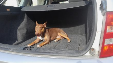 Deckrüde Miniatur Bullterrier / Miniature Bull Terrier Schoko