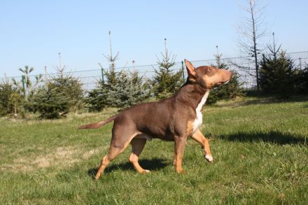 Deckrüde Miniatur Bullterrier / Miniature Bull Terrier Schoko