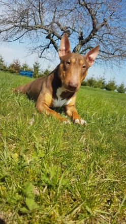 Deckrüde Miniatur Bullterrier / Miniature Bull Terrier Schoko