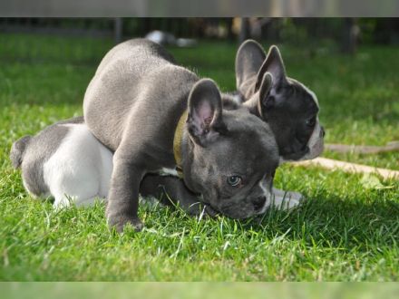 Französische bulldogge welpen mit Ahnentafel