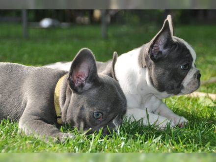 Französische bulldogge welpen mit Ahnentafel