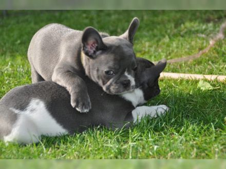 Französische bulldogge welpen mit Ahnentafel