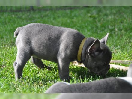 Französische bulldogge welpen mit Ahnentafel
