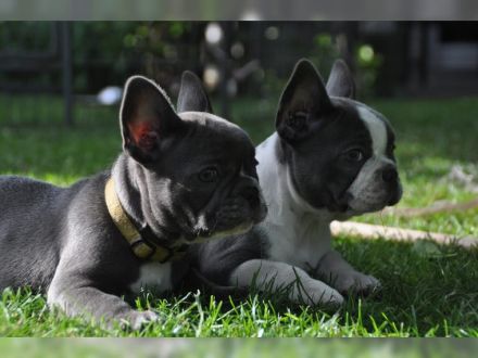 Französische bulldogge welpen mit Ahnentafel