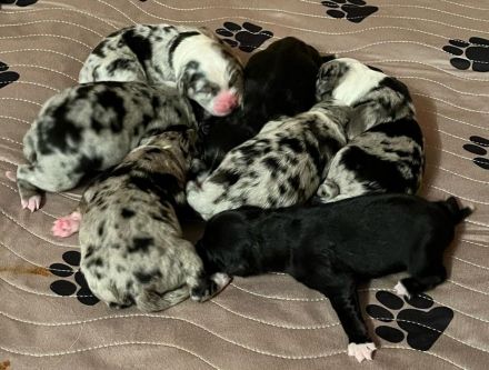 Australian Shepherd Welpen black tri & blue merle