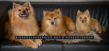 Middenslagkeesjes Oet'n Hekkertshook