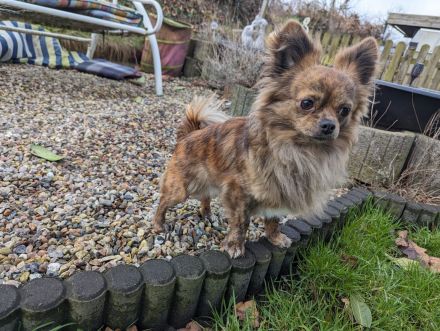 Pekinese chihuahua Mix welpen