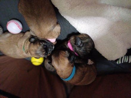 Pekinese chihuahua Mix welpen