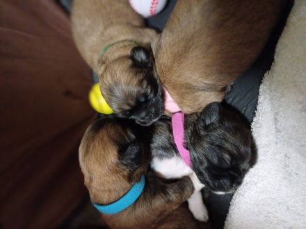 Pekinese chihuahua Mix welpen