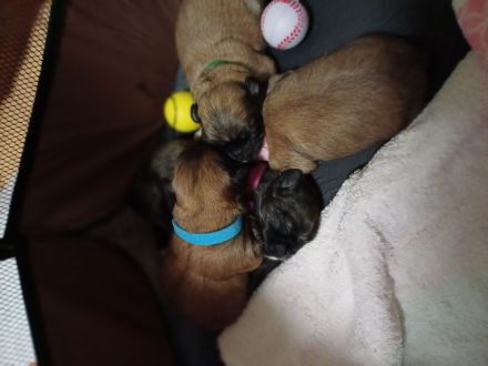 Pekinese chihuahua Mix welpen