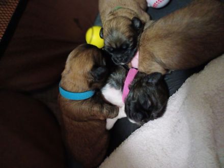 Pekinese chihuahua Mix welpen