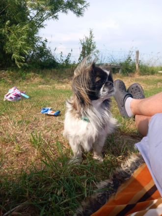 Pekinese chihuahua Mix welpen