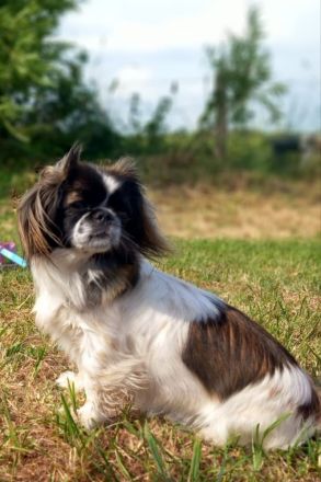 Pekinese chihuahua Mix welpen