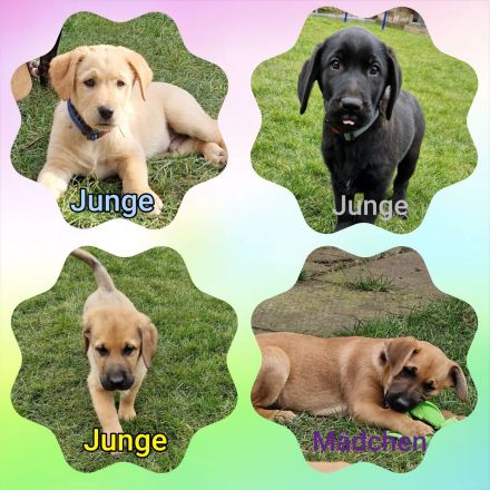Labrador Mix Welpen