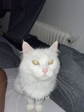 Türkische angora abzugeben