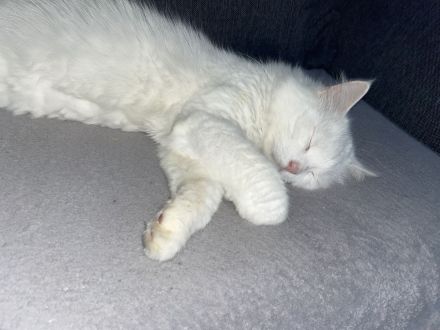 Türkische angora abzugeben