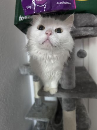 Türkische angora abzugeben