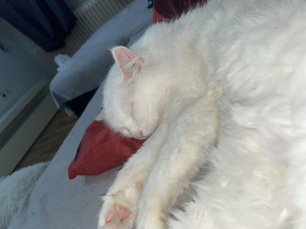 Türkische angora abzugeben