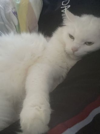 Türkische angora abzugeben