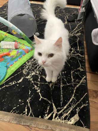 Türkische angora abzugeben