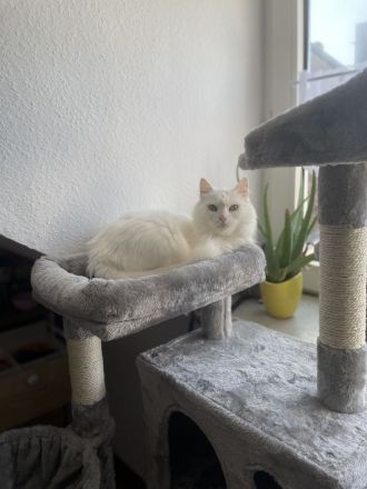 Türkische angora abzugeben