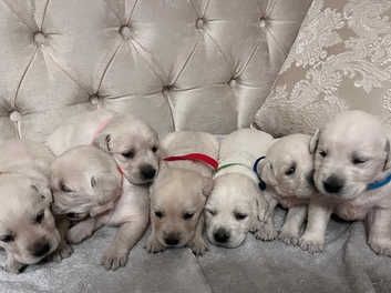 Reinrassige Labradorwelpen