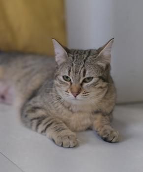 Alhambra und Adila