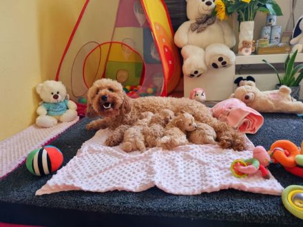 Apricot Maltipoo Welpen mit Stammbaum ( Pudel + Malteser)