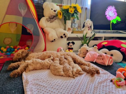 Apricot Maltipoo Welpen mit Stammbaum ( Pudel + Malteser)