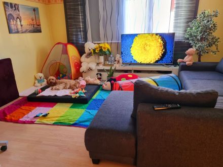 Apricot Maltipoo Welpen mit Stammbaum ( Pudel + Malteser)