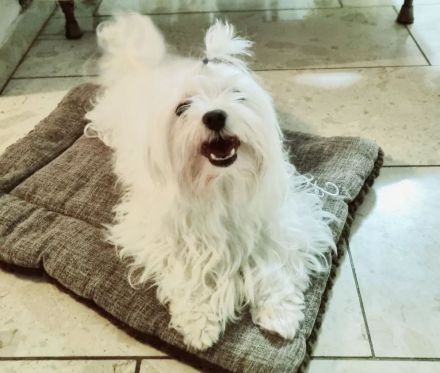 Apricot Maltipoo Welpen mit Stammbaum ( Pudel + Malteser)