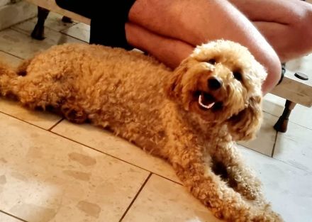 Apricot Maltipoo Welpen mit Stammbaum ( Pudel + Malteser)