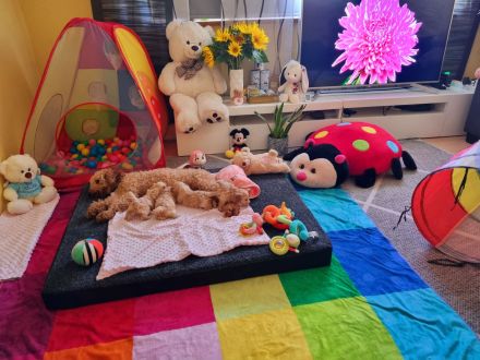 Apricot Maltipoo Welpen mit Stammbaum ( Pudel + Malteser)