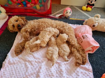 Apricot Maltipoo Welpen mit Stammbaum ( Pudel + Malteser)