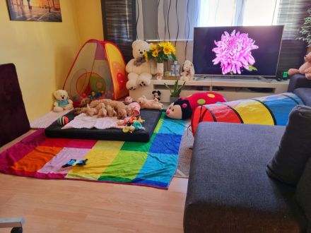 Apricot Maltipoo Welpen mit Stammbaum ( Pudel + Malteser)