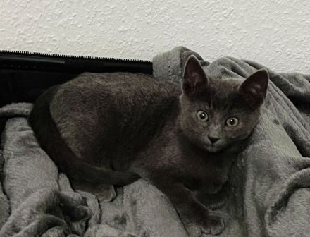 2 Kater schwarz und grau