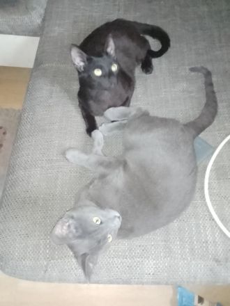 2 Kater schwarz und grau