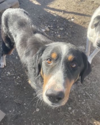 Silvan, geb. ca.02/2023, lebt in GRIECHENLAND, im städt. Tierheim Serres