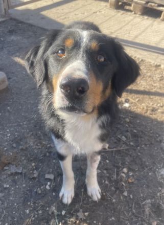 Silvan, geb. ca.02/2023, lebt in GRIECHENLAND, im städt. Tierheim Serres