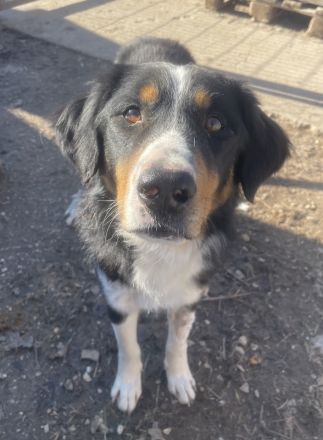 Silvan, geb. ca.02/2023, lebt in GRIECHENLAND, im städt. Tierheim Serres