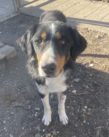 Silvan, geb. ca.02/2023, lebt in GRIECHENLAND, im städt. Tierheim Serres