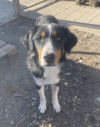 Silvan, geb. ca.02/2023, lebt in GRIECHENLAND, im städt. Tierheim Serres