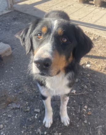 Silvan, geb. ca.02/2023, lebt in GRIECHENLAND, im städt. Tierheim Serres